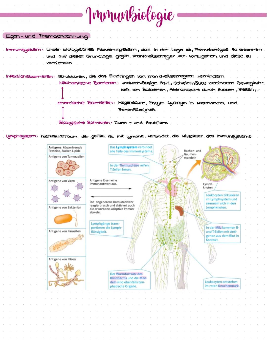 Immunbiologie Aufgaben und Materialien für Klasse 9: Alles über das Immunsystem