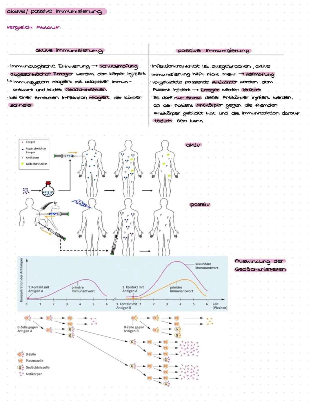 Immunbiologie Aufgaben und Materialien für Klasse 9: Alles über das Immunsystem