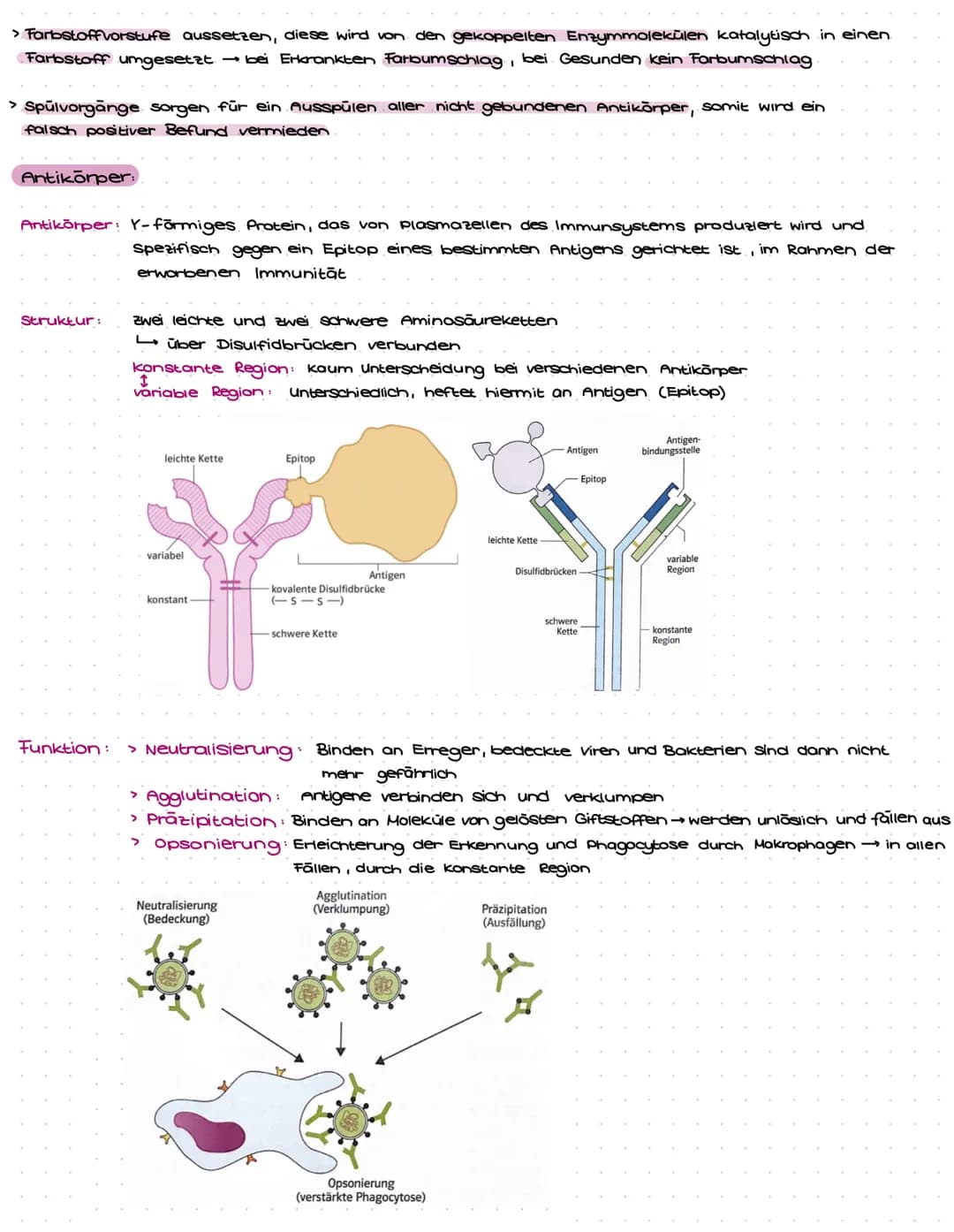 Immunbiologie Aufgaben und Materialien für Klasse 9: Alles über das Immunsystem