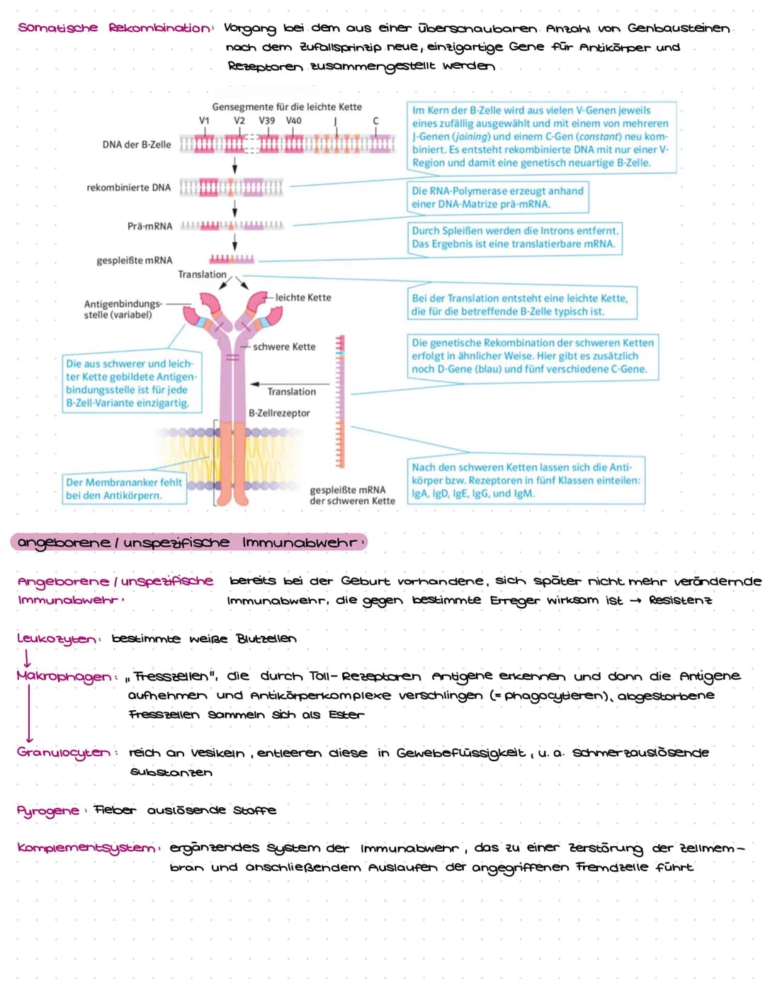 Immunbiologie Aufgaben und Materialien für Klasse 9: Alles über das Immunsystem
