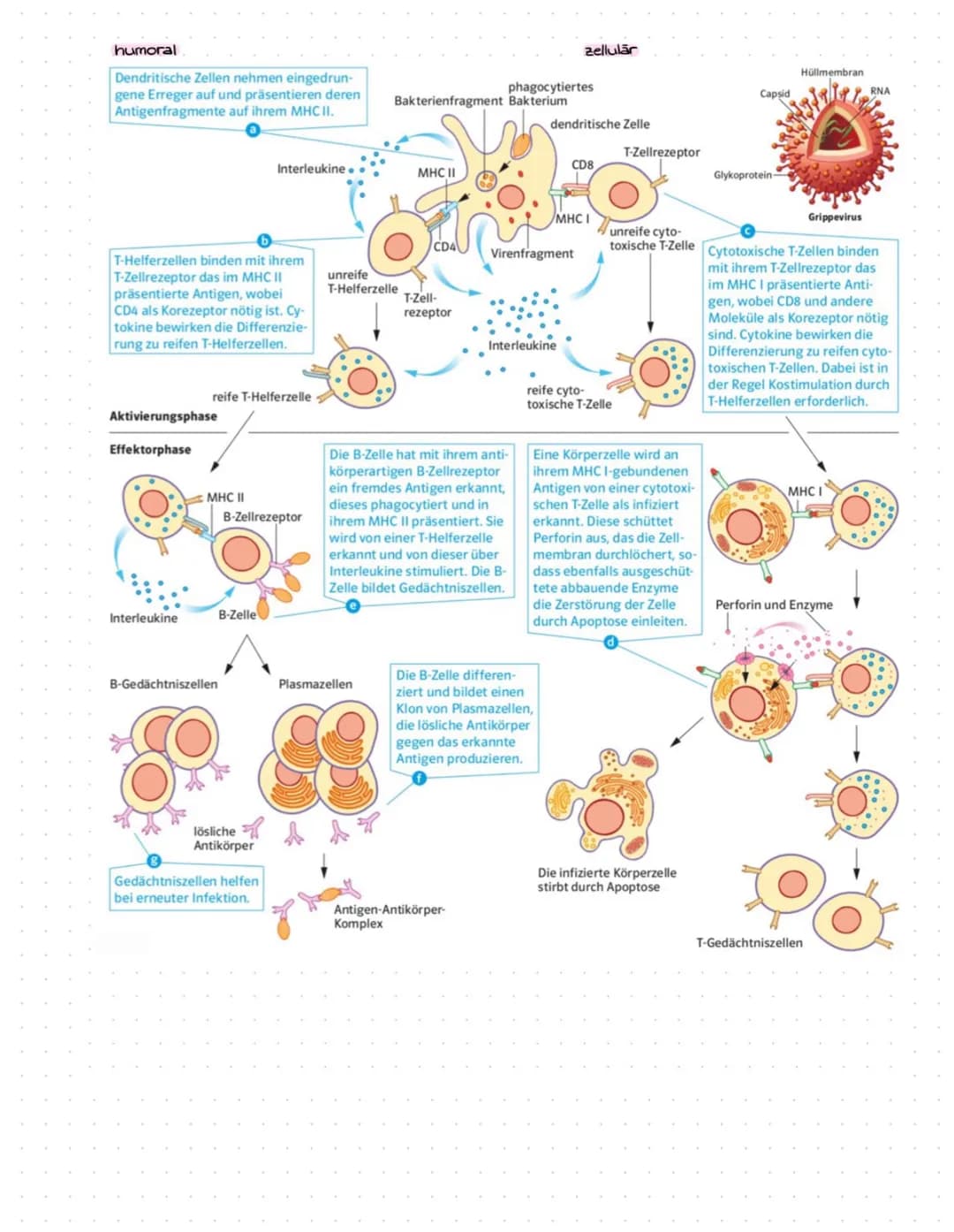 Immunbiologie Aufgaben und Materialien für Klasse 9: Alles über das Immunsystem