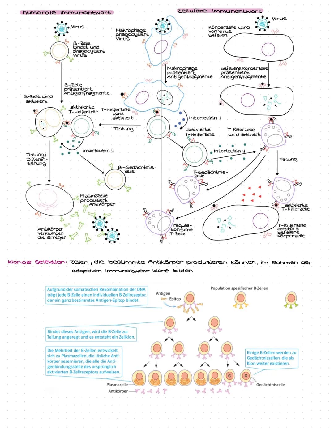 Immunbiologie Aufgaben und Materialien für Klasse 9: Alles über das Immunsystem