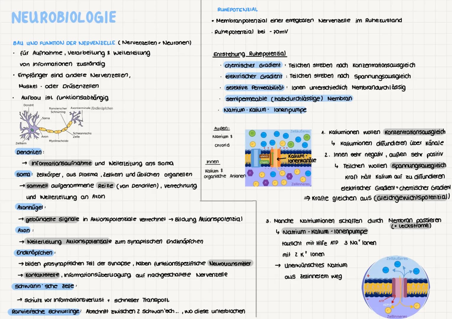 NEUROBIOLOGIE
BAU UND FUNKTION DER NERVENZELLE (Nervenzellen - Neuronen)
für Aufnahme, verarbeitung & weiterleitung
von Informationen zustän