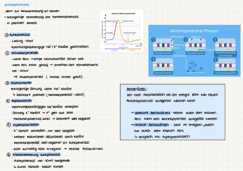NEUROBIOLOGIE
BAU UND FUNKTION DER NERVENZELLE (Nervenzellen - Neuronen)
für Aufnahme, verarbeitung & weiterleitung
von Informationen zustän