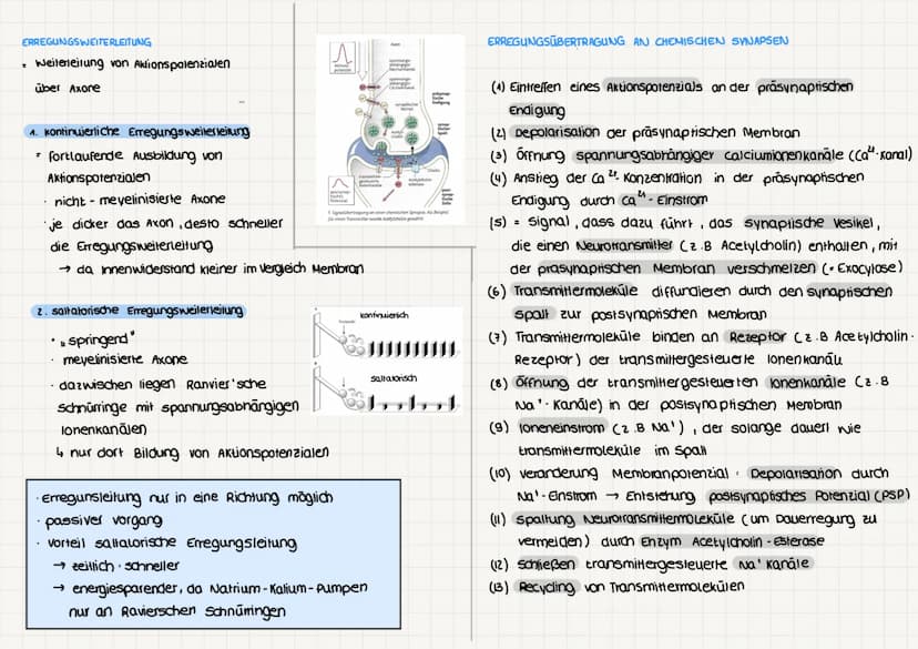 NEUROBIOLOGIE
BAU UND FUNKTION DER NERVENZELLE (Nervenzellen - Neuronen)
für Aufnahme, verarbeitung & weiterleitung
von Informationen zustän
