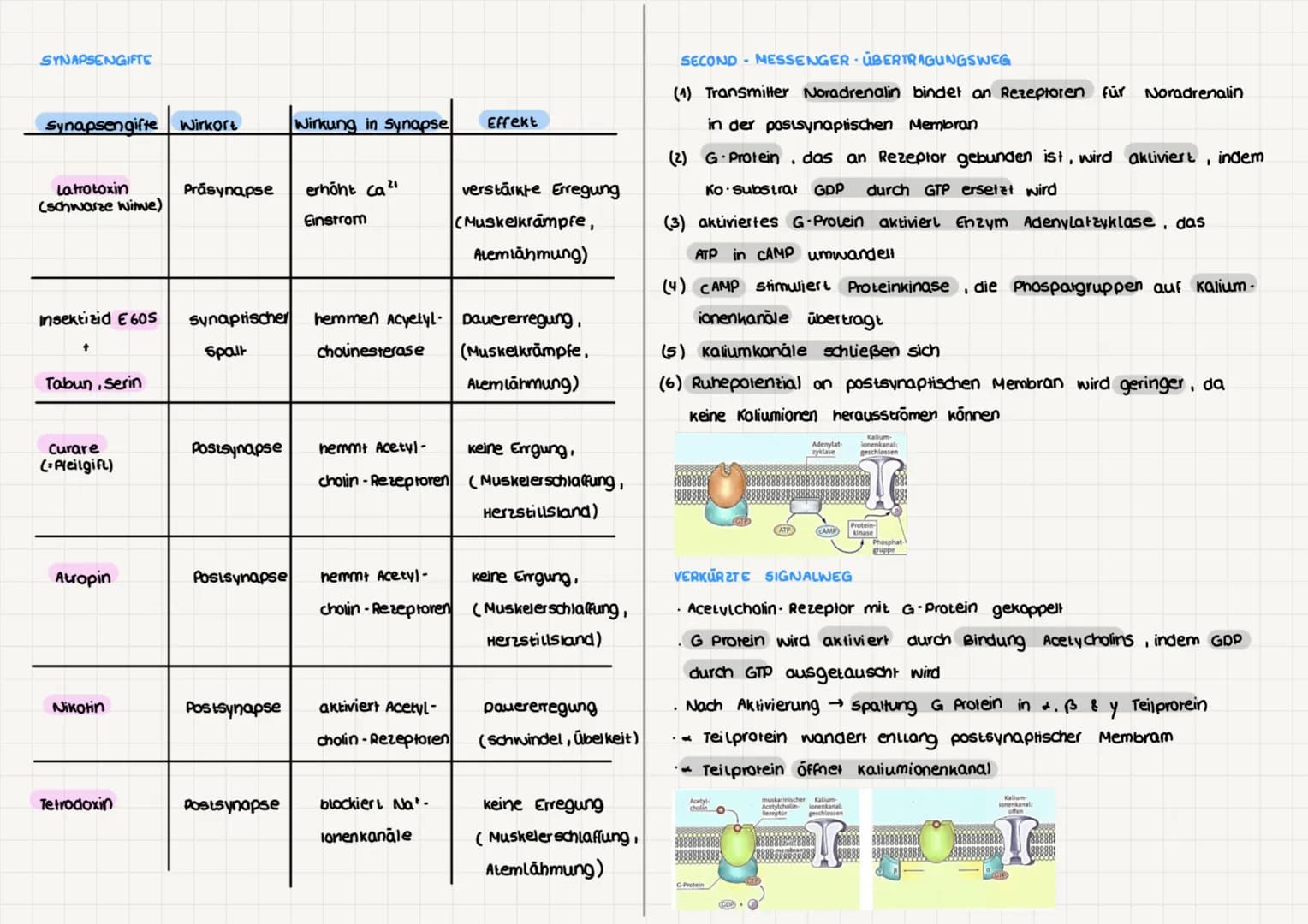 NEUROBIOLOGIE
BAU UND FUNKTION DER NERVENZELLE (Nervenzellen - Neuronen)
für Aufnahme, verarbeitung & weiterleitung
von Informationen zustän