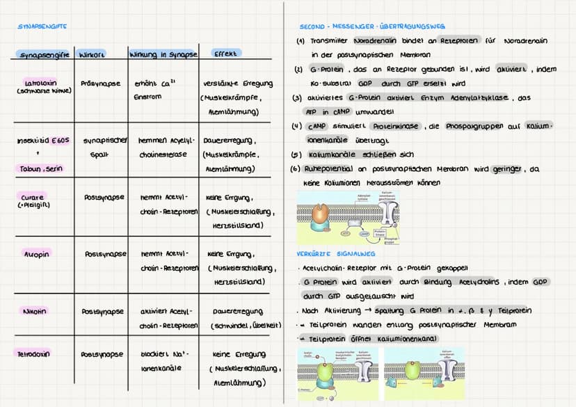 NEUROBIOLOGIE
BAU UND FUNKTION DER NERVENZELLE (Nervenzellen - Neuronen)
für Aufnahme, verarbeitung & weiterleitung
von Informationen zustän