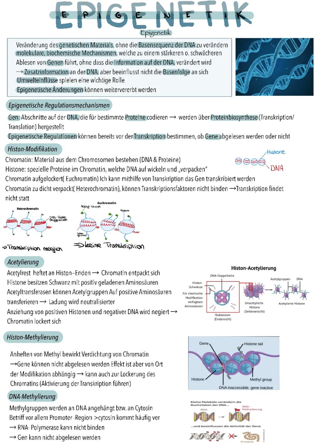 Epigenetik 