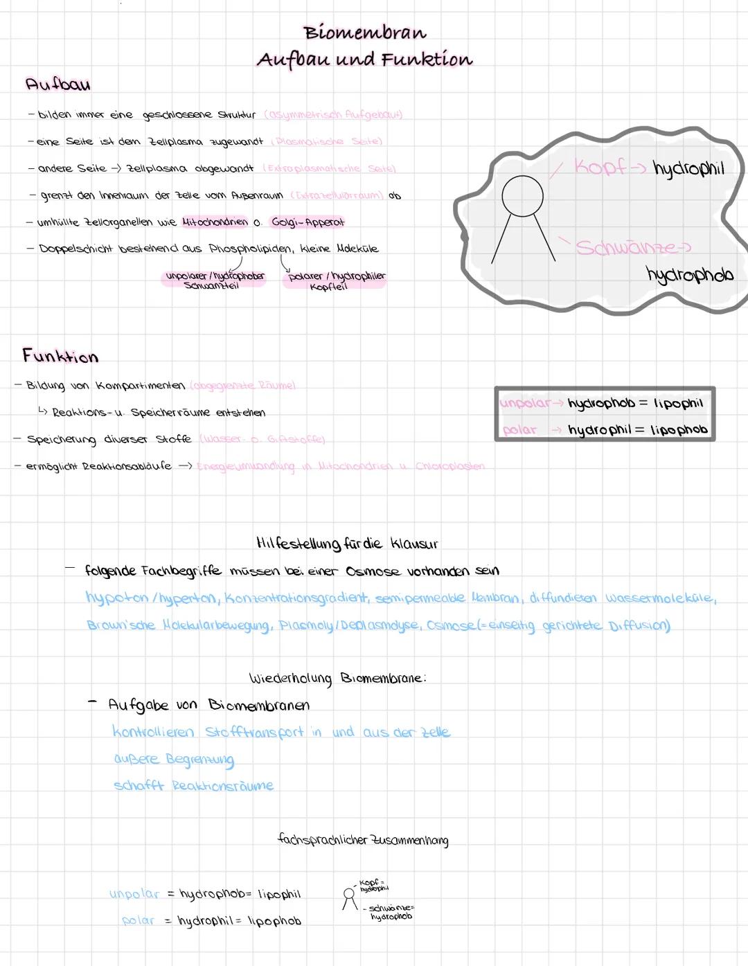 Flüssig-Mosaik-Modell einfach erklärt: Aufbau, Skizze und mehr!