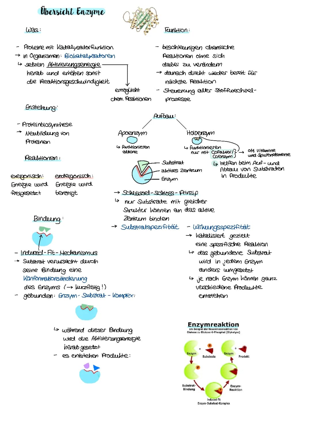 Übersicht Enzyme