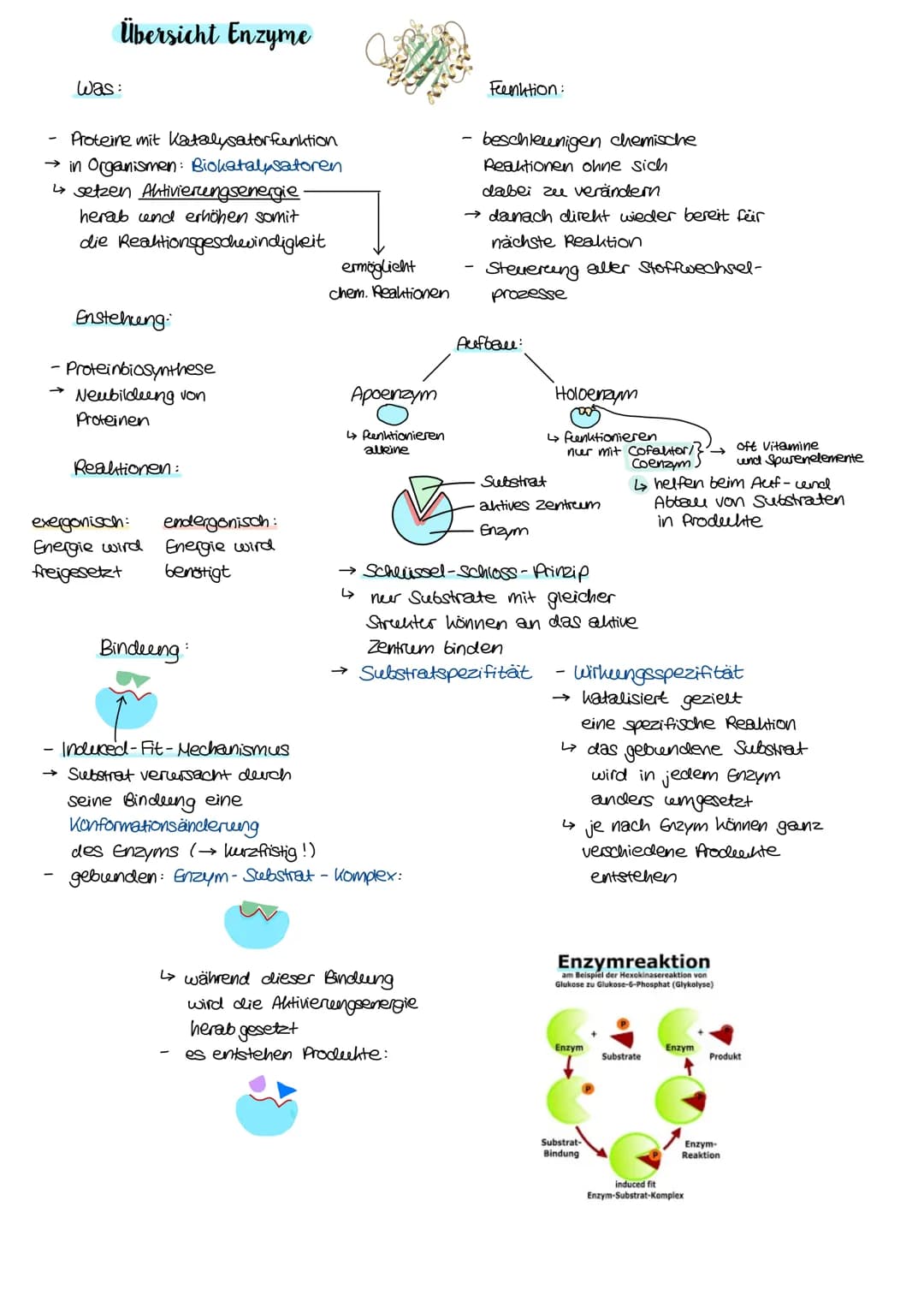 Übersicht Enzyme
was:
Proteine mit Katalysator funktion
→ in Organismen: Biokatalysatoren
↳setzen Aktivierungsenergie.
herab und erhöhen som