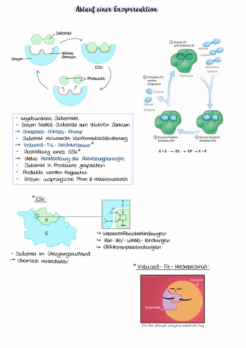 Übersicht Enzyme
was:
Proteine mit Katalysator funktion
→ in Organismen: Biokatalysatoren
↳setzen Aktivierungsenergie.
herab und erhöhen som