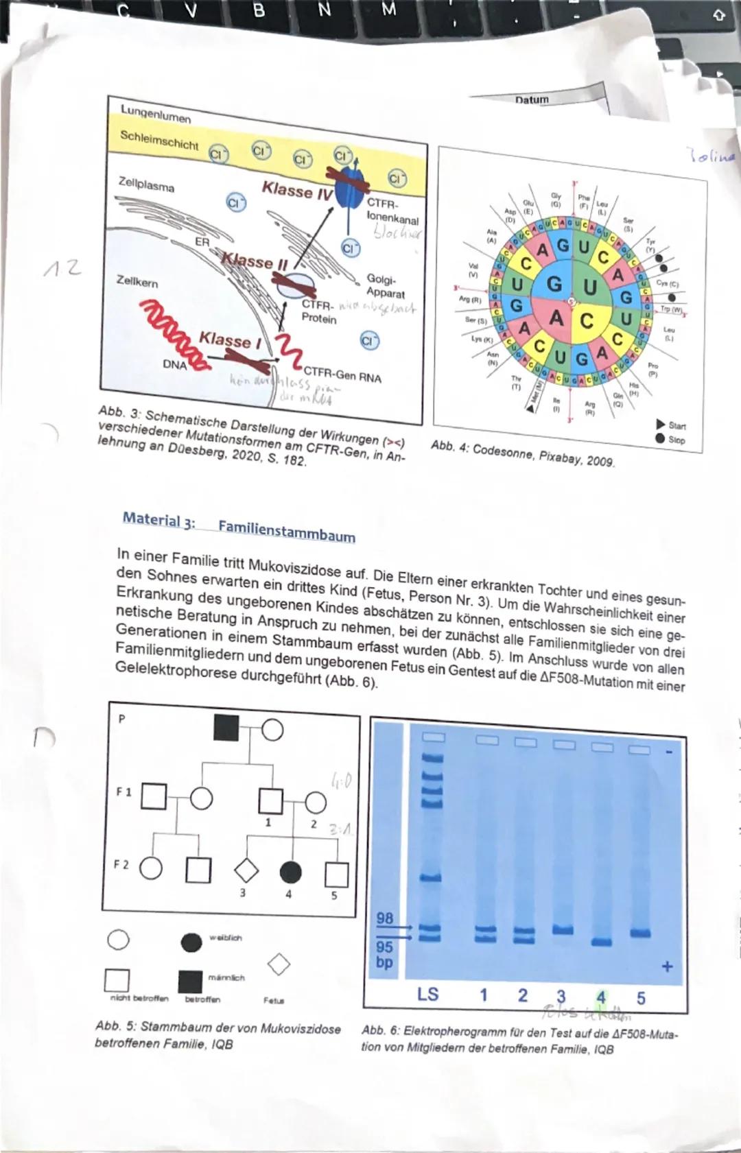 # Gutachten
für Joline Bahnisch
2. Klausur 2025, Leistungskurs Biologie

Kurs-/Schulhalbjahr: 3. Kurs/ Schulhalbjahr
Kursleitung: Stefanie H