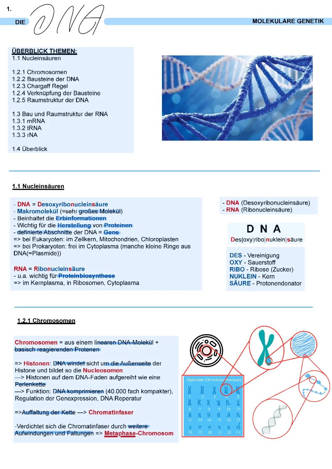 Die Struktur der DNA
