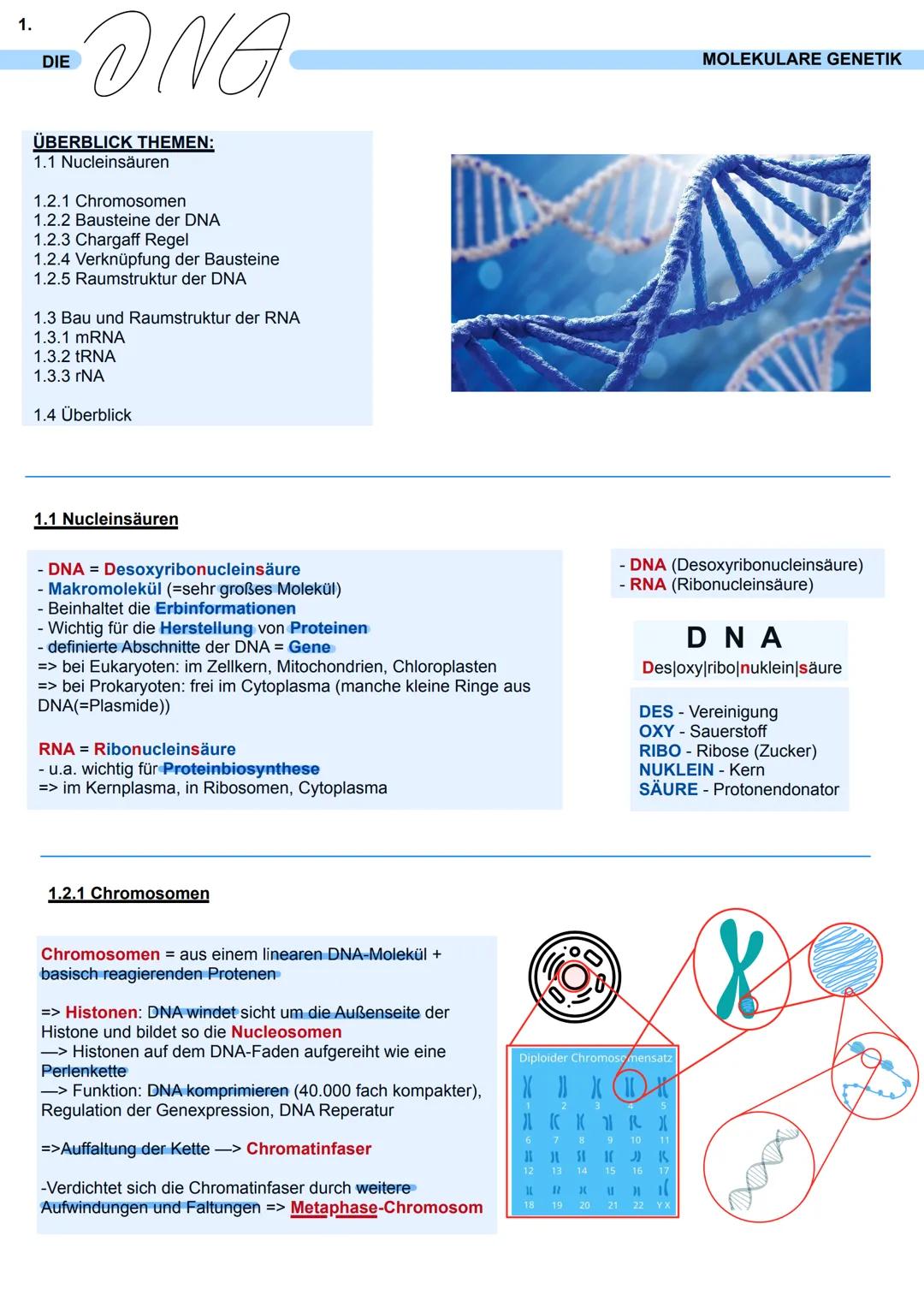 1.
DIE
ONA
ÜBERBLICK THEMEN:
1.1 Nucleinsäuren
1.2.1 Chromosomen
1.2.2 Bausteine der DNA
1.2.3 Chargaff Regel
1.2.4 Verknüpfung der Baustein