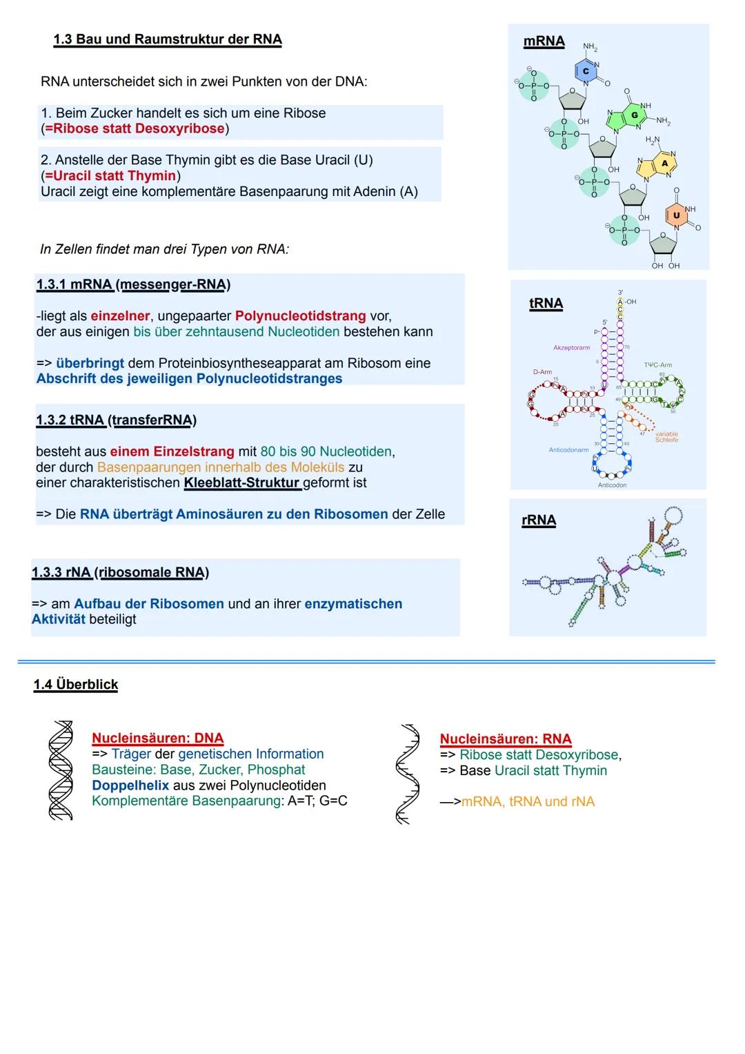 1.
DIE
ONA
ÜBERBLICK THEMEN:
1.1 Nucleinsäuren
1.2.1 Chromosomen
1.2.2 Bausteine der DNA
1.2.3 Chargaff Regel
1.2.4 Verknüpfung der Baustein