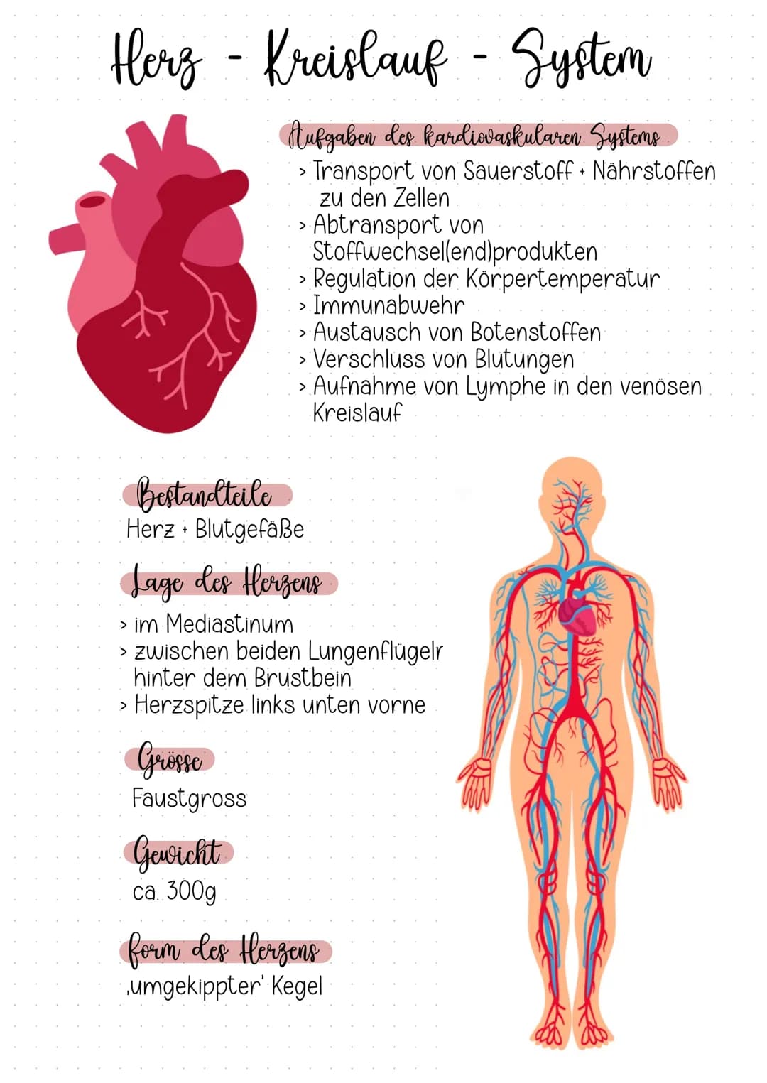 Herz-Kreislauf- System
+
Aufgaben des kardiovaskularen Systems.
Transport von Sauerstoff Nährstoffen
zu den Zellen
Grösse
Faustgross
Abtrans