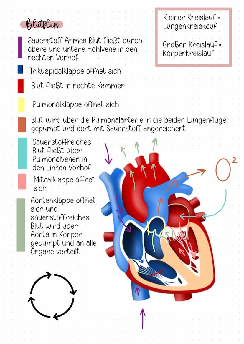 Herz-Kreislauf- System
+
Aufgaben des kardiovaskularen Systems.
Transport von Sauerstoff Nährstoffen
zu den Zellen
Grösse
Faustgross
Abtrans