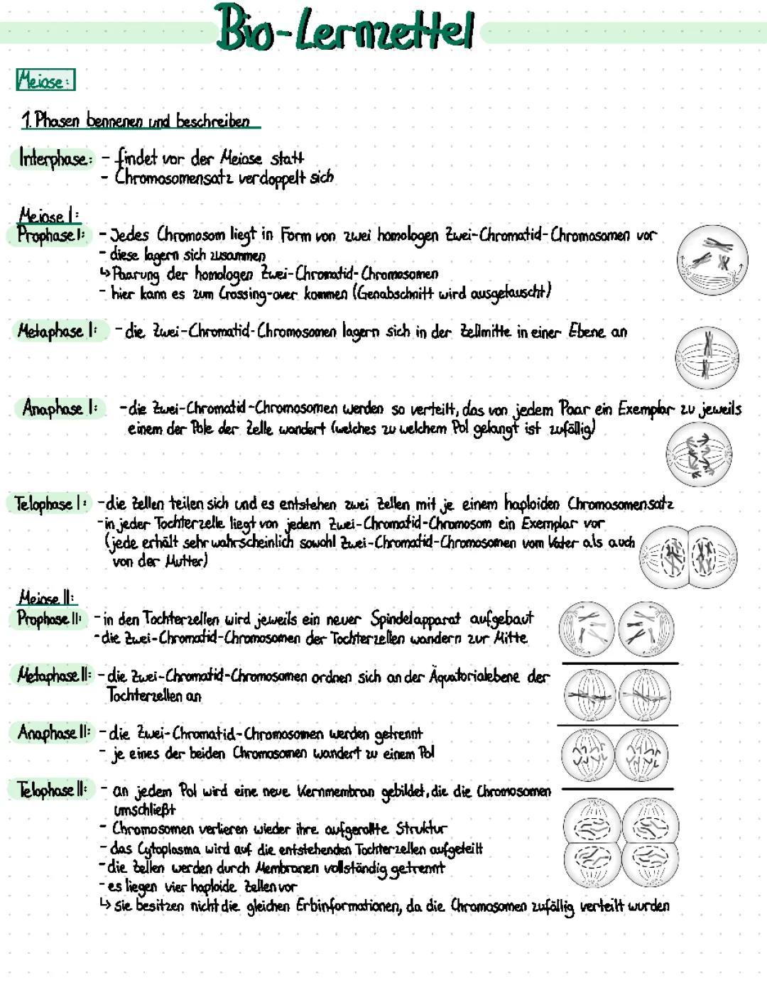 Meiose Phasen einfach erklärt - Prophase 1, Meiose 2 & mehr