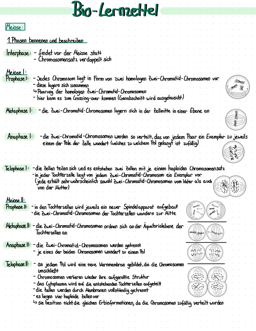Bio-Lermettel
Meiose:
1. Phasen bennenen und beschreiben
Interphase: - findet vor der Meiose statt
Chromosomensatz verdoppelt sich
Meiose I
