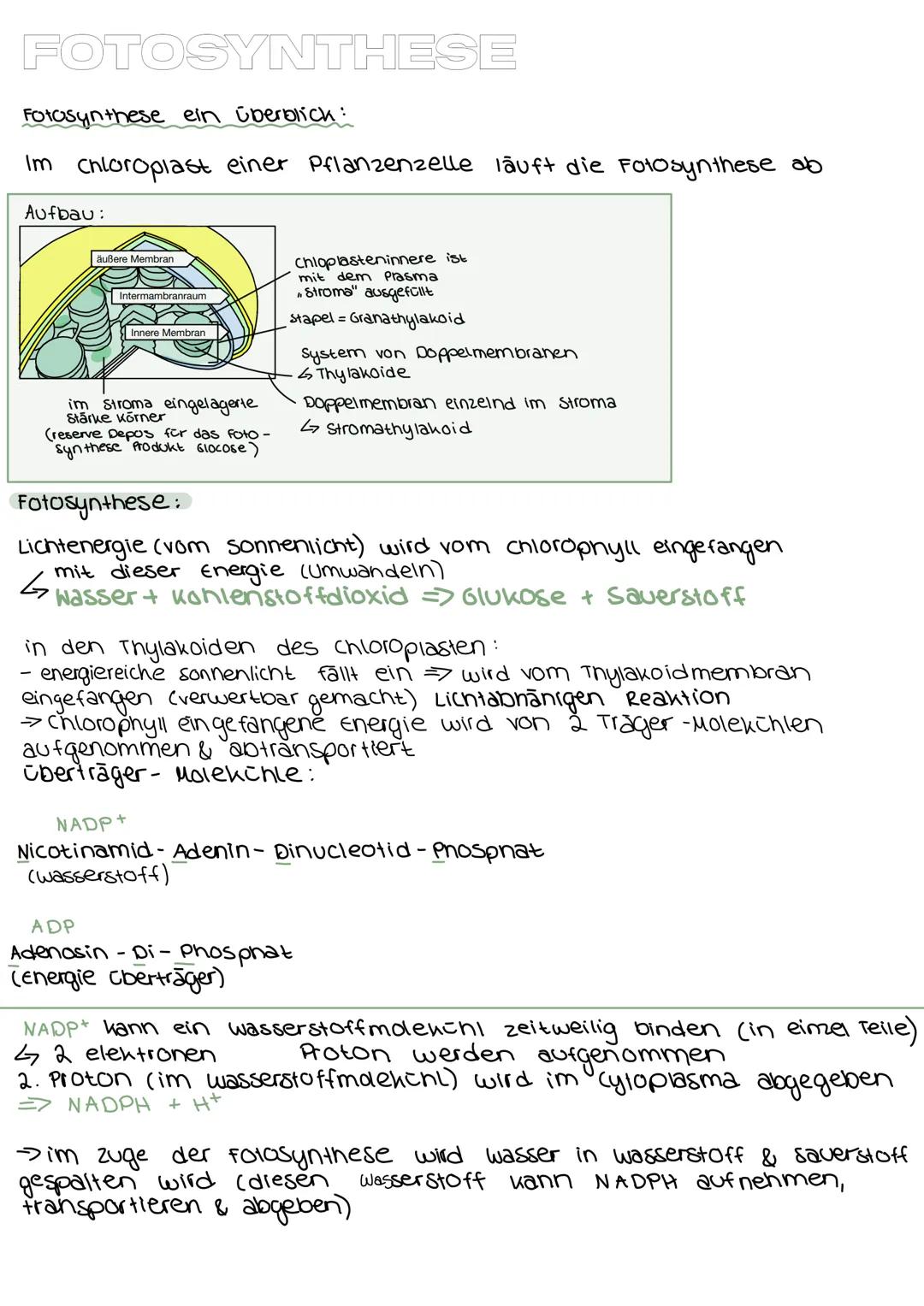 # FOTOSYNTHESE

Fotosynthese ein Überblick:

Im chloroplast einer Pflanzenzelle läuft die Fotosynthese ab

Aufbau:



äußere Membran

Interm