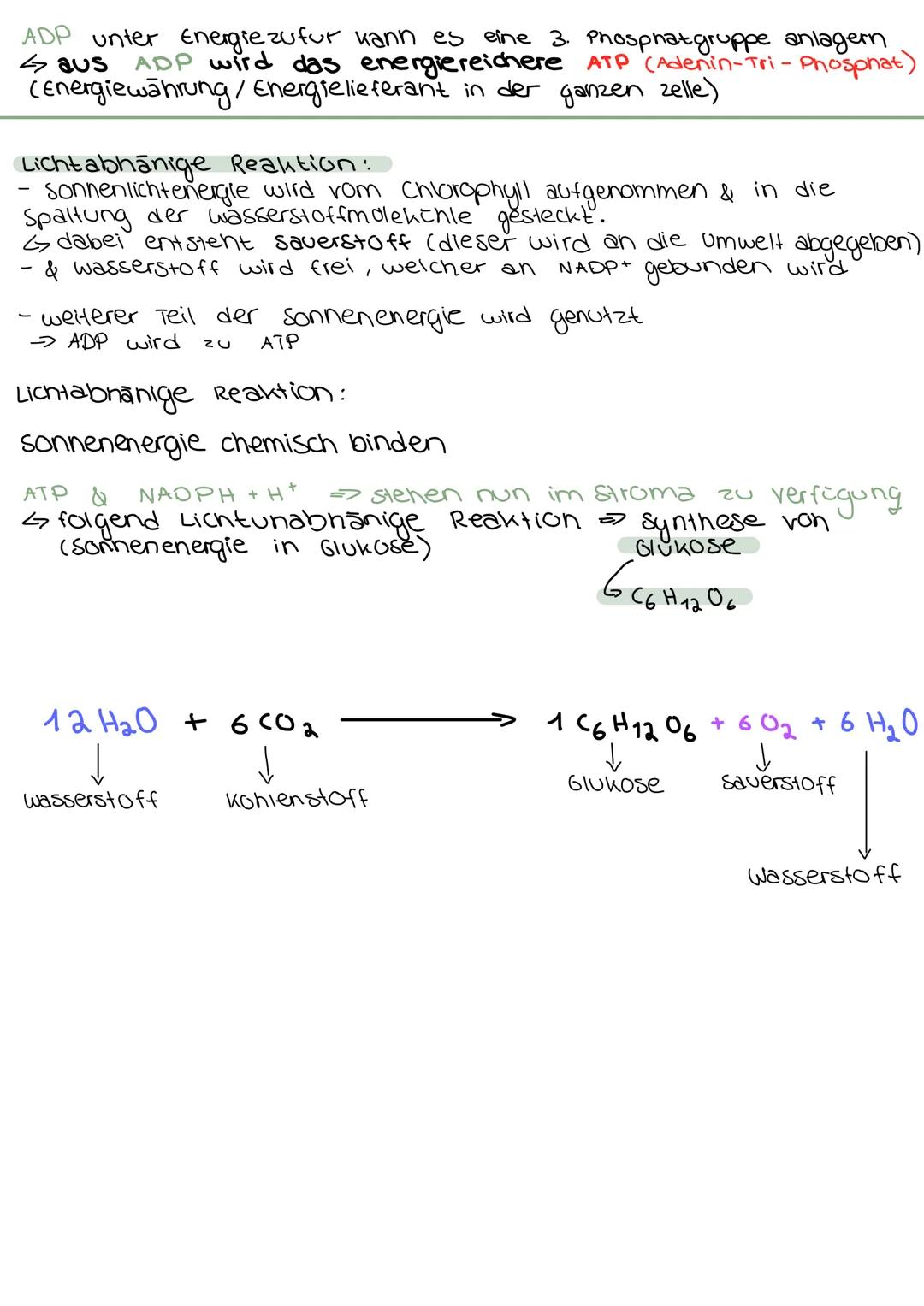 # FOTOSYNTHESE

Fotosynthese ein Überblick:

Im chloroplast einer Pflanzenzelle läuft die Fotosynthese ab

Aufbau:



äußere Membran

Interm
