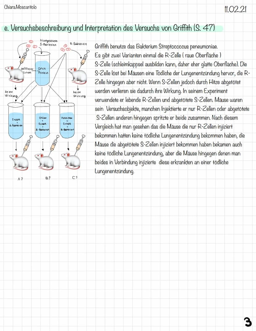 Chiara Moscaritolo
Biatech
a. Bausteine der Nukleinsäuren
OH H
Nucleinsäuren werden auch als „Bausteine" des Lebens bezeichnet. Die Moleküle
