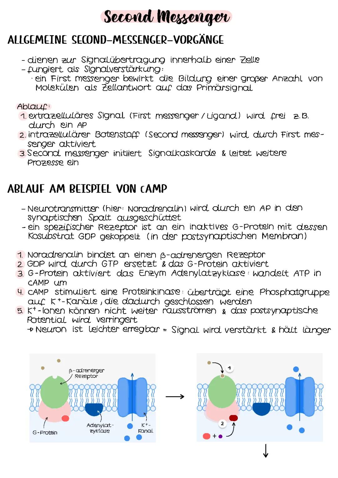 Second Messenger | Neurobiologie 