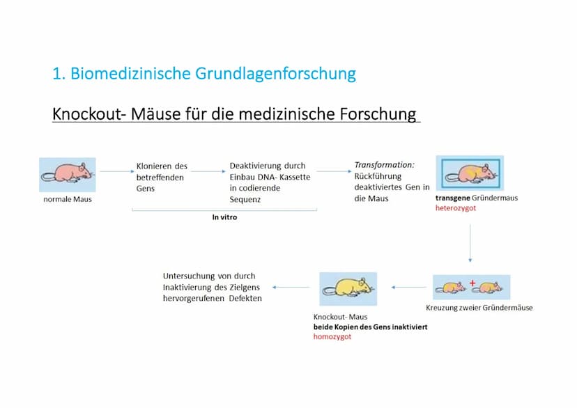 Contour TS
Name
18.4.8
PAR999PRIN
Gentechnik in der Medizin Name
Gentechnik in der Medizin
Geschichte
Allgemeines
Rote Gentechnik (=Entschlü