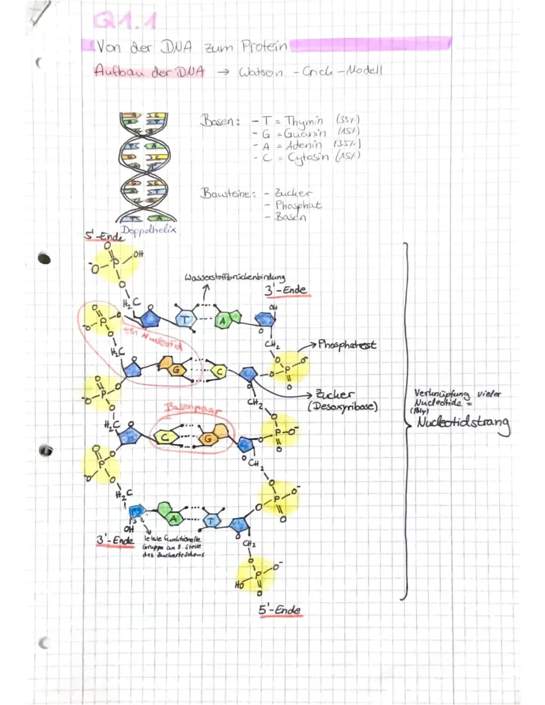 Q1.1 Von der DNA zum Protein
