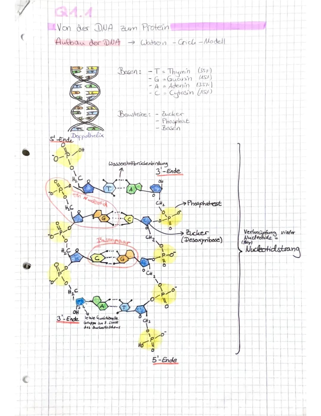 Q1.1
Von der DNA zum Protein
Aufbau der DUA → Watson - Crick-Modell
s' Ende
10-1.
8=Q10
707
Doppelhelix
OFO
O
OH
1
H₂C
HAMD
leth Nucleata
OH
