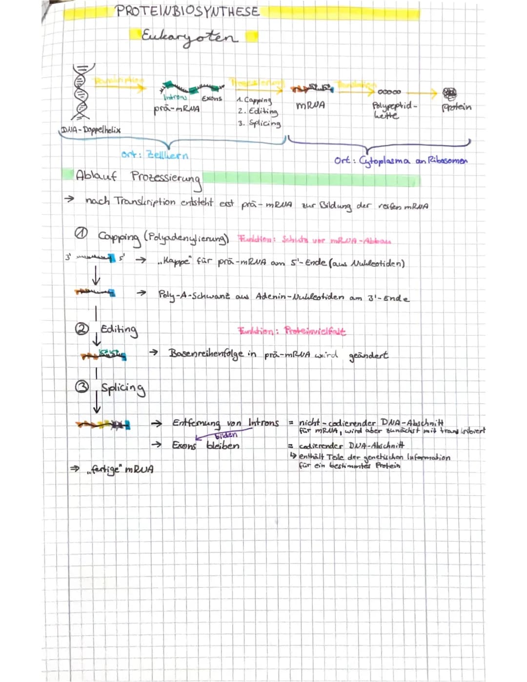 Q1.1
Von der DNA zum Protein
Aufbau der DUA → Watson - Crick-Modell
s' Ende
10-1.
8=Q10
707
Doppelhelix
OFO
O
OH
1
H₂C
HAMD
leth Nucleata
OH