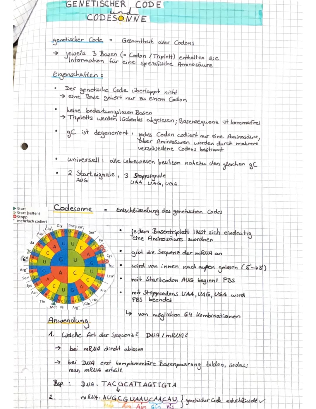 Q1.1
Von der DNA zum Protein
Aufbau der DUA → Watson - Crick-Modell
s' Ende
10-1.
8=Q10
707
Doppelhelix
OFO
O
OH
1
H₂C
HAMD
leth Nucleata
OH