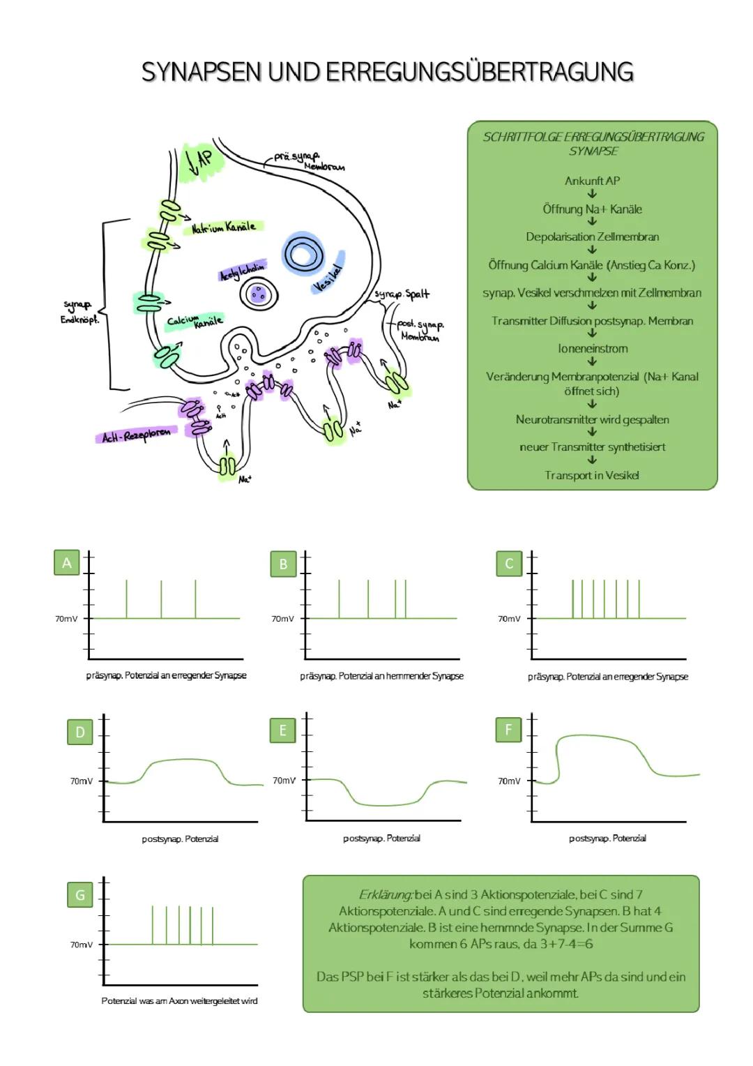 Erregungsübertragung Synapsen