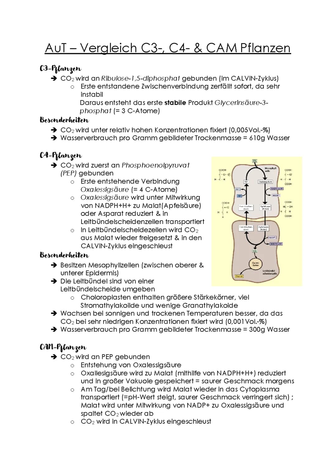 Pflanzentypen im Vergleich