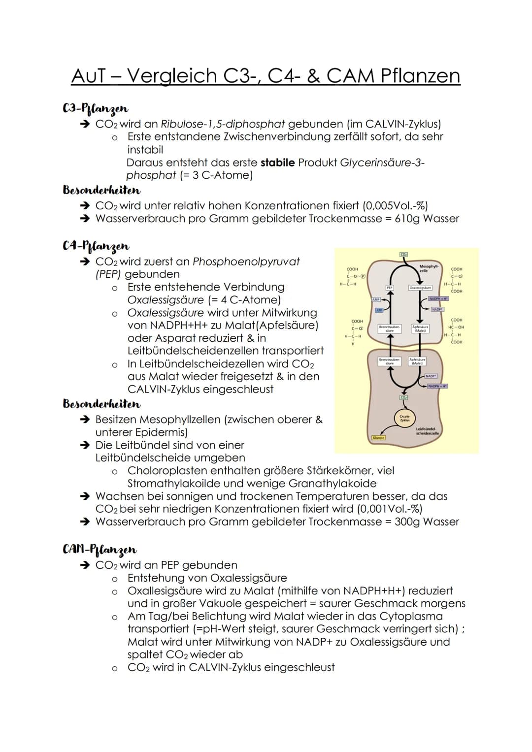 AUT-Vergleich C3-, C4- & CAM Pflanzen
C3-Pflanzen
→ CO2 wird an Ribulose-1,5-diphosphat gebunden (im CALVIN-Zyklus)
o Erste entstandene Zwis