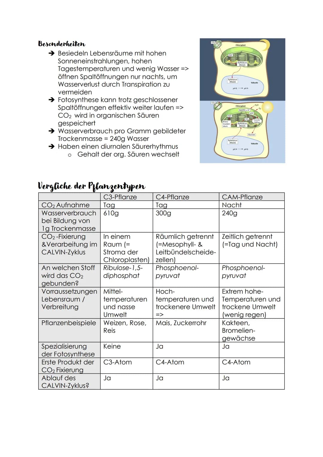 AUT-Vergleich C3-, C4- & CAM Pflanzen
C3-Pflanzen
→ CO2 wird an Ribulose-1,5-diphosphat gebunden (im CALVIN-Zyklus)
o Erste entstandene Zwis