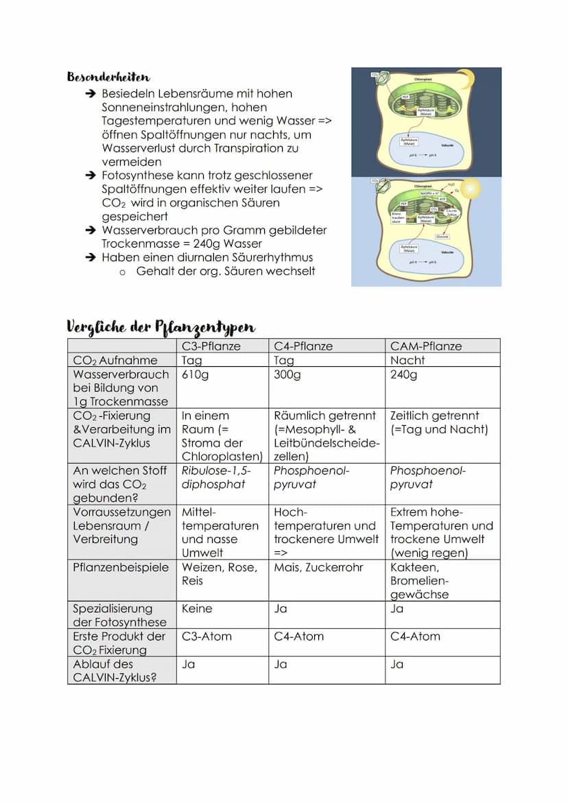 AUT-Vergleich C3-, C4- & CAM Pflanzen
C3-Pflanzen
→ CO2 wird an Ribulose-1,5-diphosphat gebunden (im CALVIN-Zyklus)
o Erste entstandene Zwis