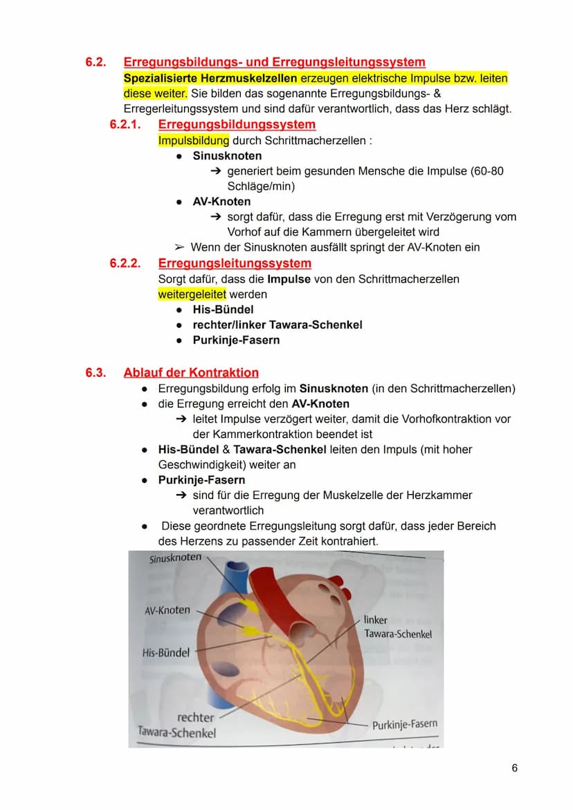 1.
Aufgaben
2. Lage, Form und Größe
3.
Aufbau
4.
5.
6.
7.
Inhaltsverzeichnis - Herz (Anatomie)
3.1. Prinzipieller Aufbau
3.2. Vorhöfe
3.3.
H