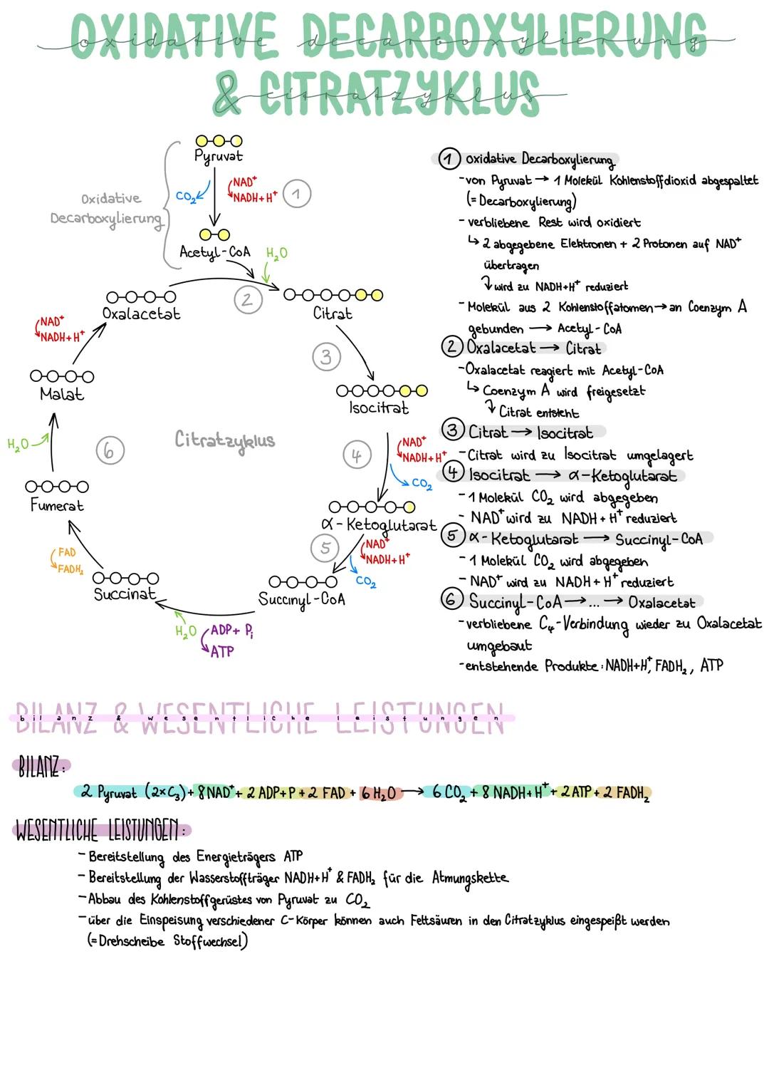 # OXIDATIVE DECARBOXYLIERUNG
& CITRATZYKLUS

Oxidative
Decarboxylierung

0-0-0
Pyruvat

CO₂

NAD
NADH+H+ (1)

Acetyl-CoA H₂O

oxidative Deca