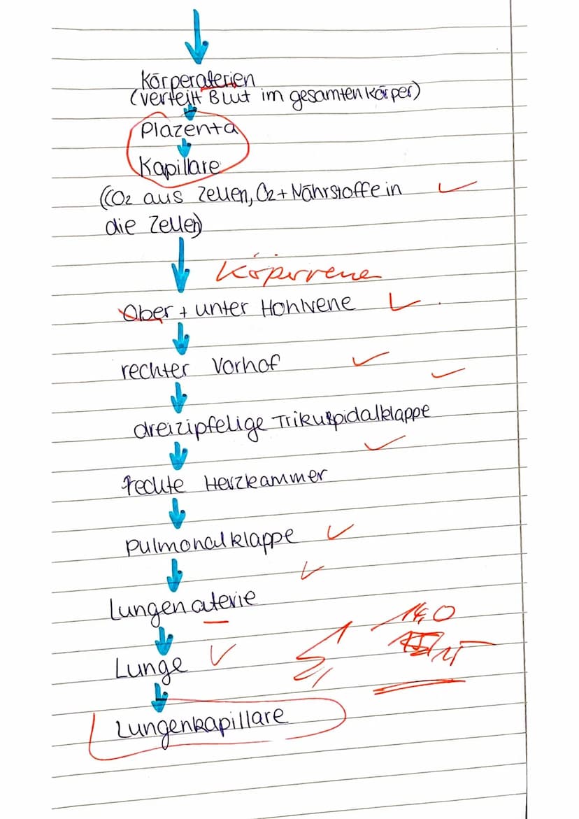 Definition Definition,
Definition. Ente
Prognose
Wenn
möglich
vermutlich
-
Membranose & Ventrikel septum-
Membran att
operen Tellisen)
Perim