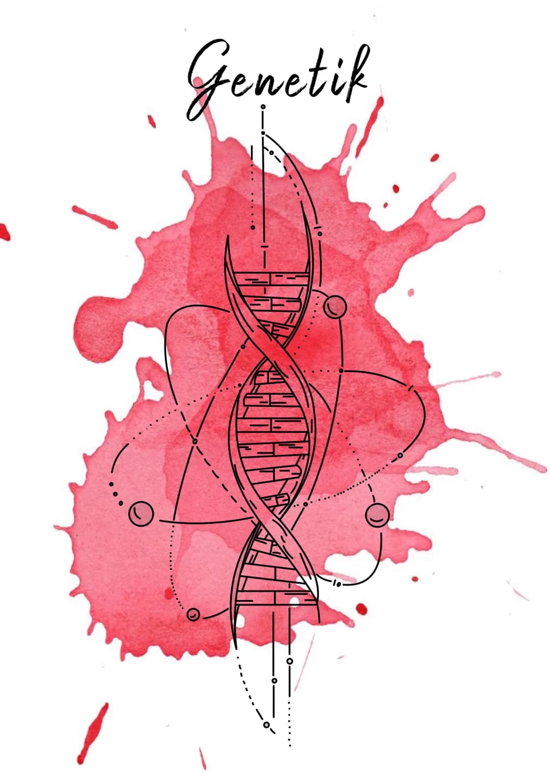 Genetik Chromosomen
Chromosome sind eine hoch kondensierte
Form der DNA. Man findet sie nur bei
Organismen mit einem echten Zellkern,
also b