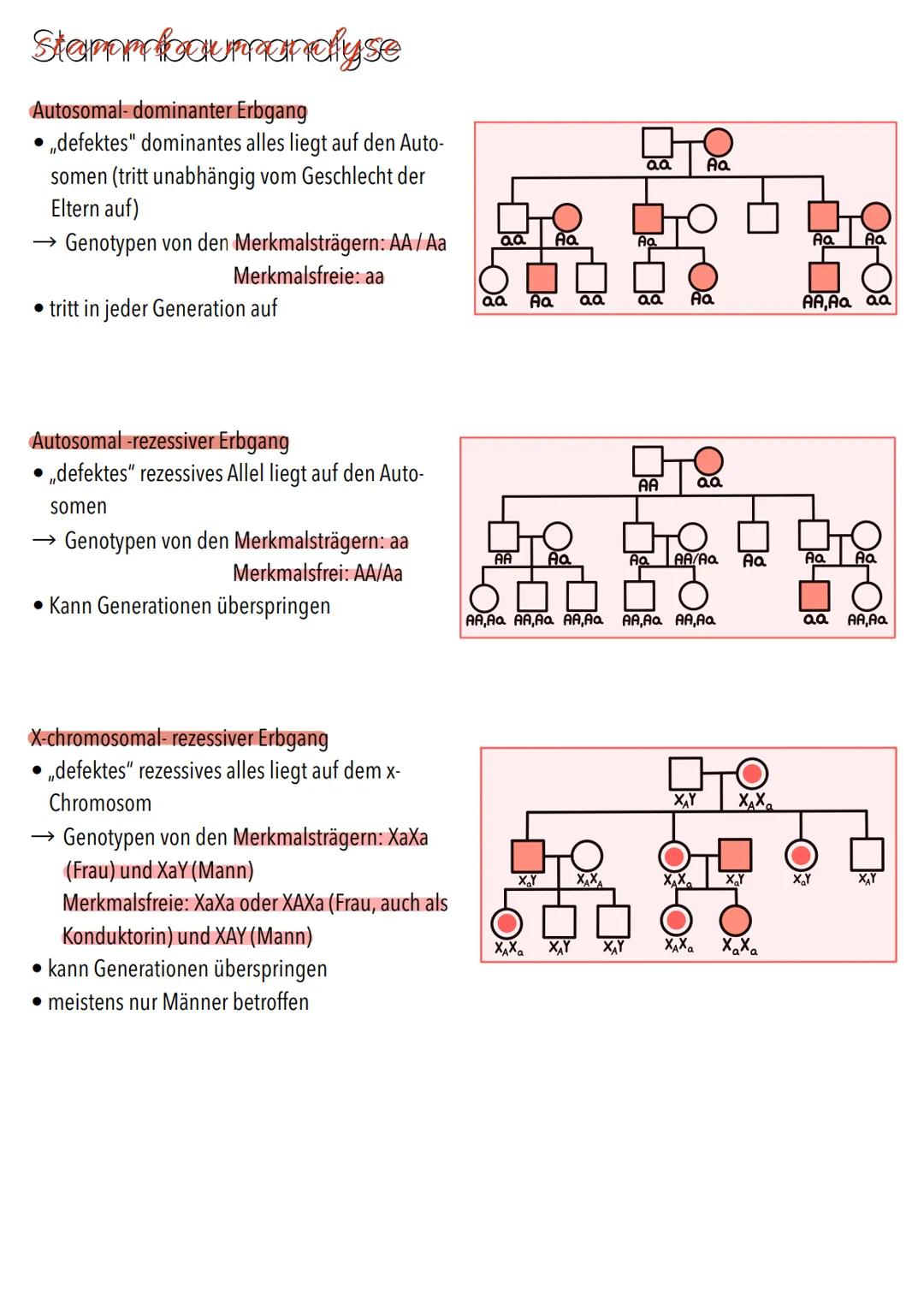 Genetik Chromosomen
Chromosome sind eine hoch kondensierte
Form der DNA. Man findet sie nur bei
Organismen mit einem echten Zellkern,
also b