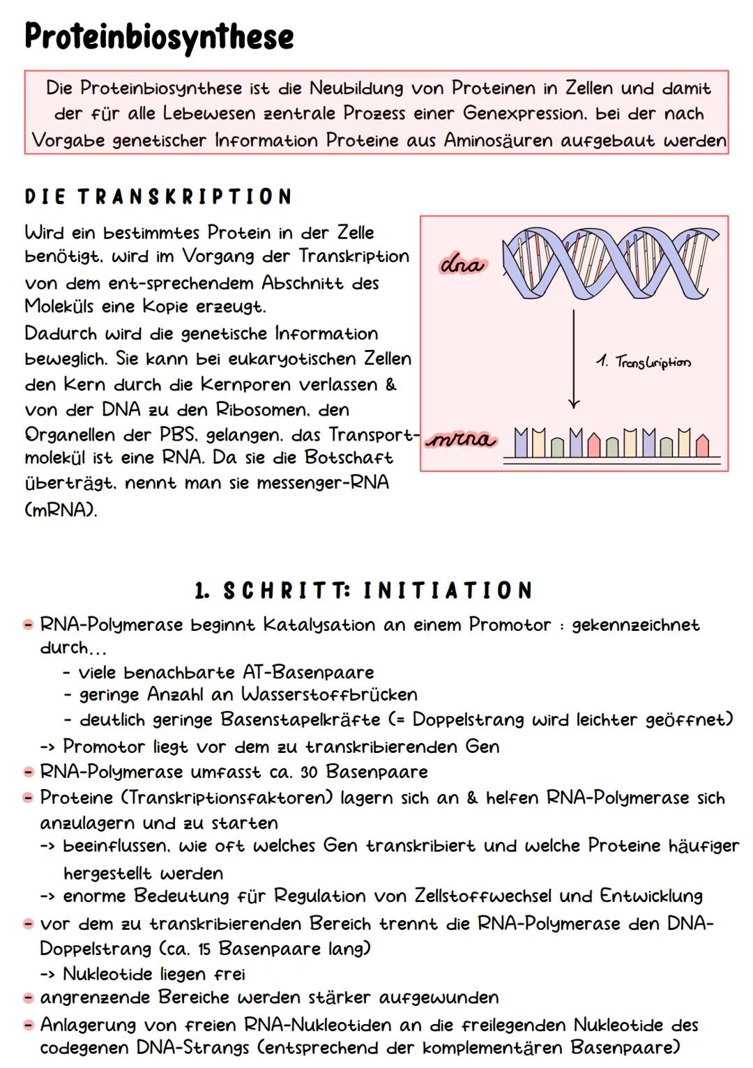 Genetik Chromosomen
Chromosome sind eine hoch kondensierte
Form der DNA. Man findet sie nur bei
Organismen mit einem echten Zellkern,
also b