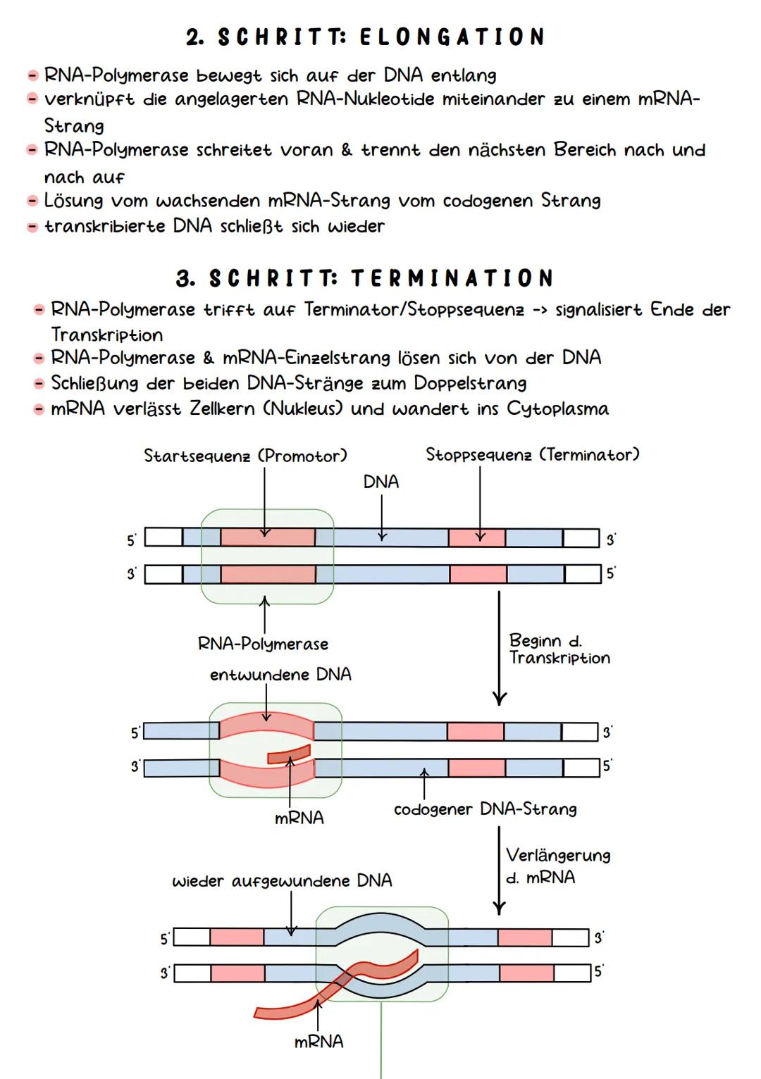 Genetik Chromosomen
Chromosome sind eine hoch kondensierte
Form der DNA. Man findet sie nur bei
Organismen mit einem echten Zellkern,
also b