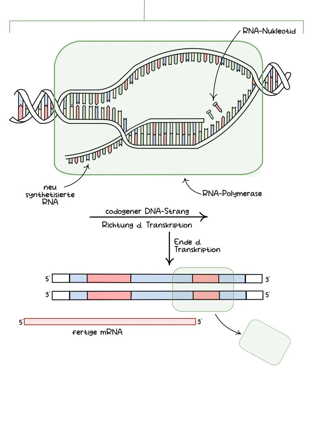 Genetik Chromosomen
Chromosome sind eine hoch kondensierte
Form der DNA. Man findet sie nur bei
Organismen mit einem echten Zellkern,
also b