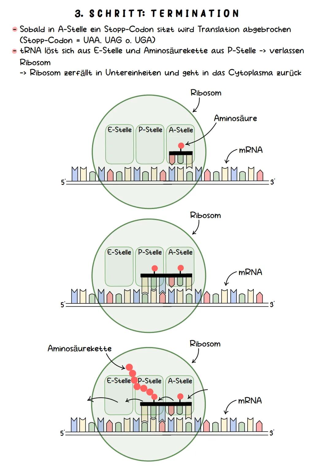 Genetik Chromosomen
Chromosome sind eine hoch kondensierte
Form der DNA. Man findet sie nur bei
Organismen mit einem echten Zellkern,
also b