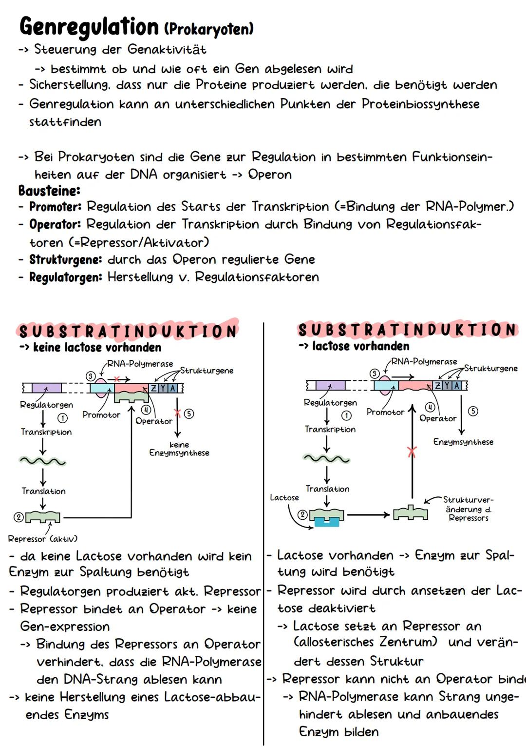 Genetik Chromosomen
Chromosome sind eine hoch kondensierte
Form der DNA. Man findet sie nur bei
Organismen mit einem echten Zellkern,
also b