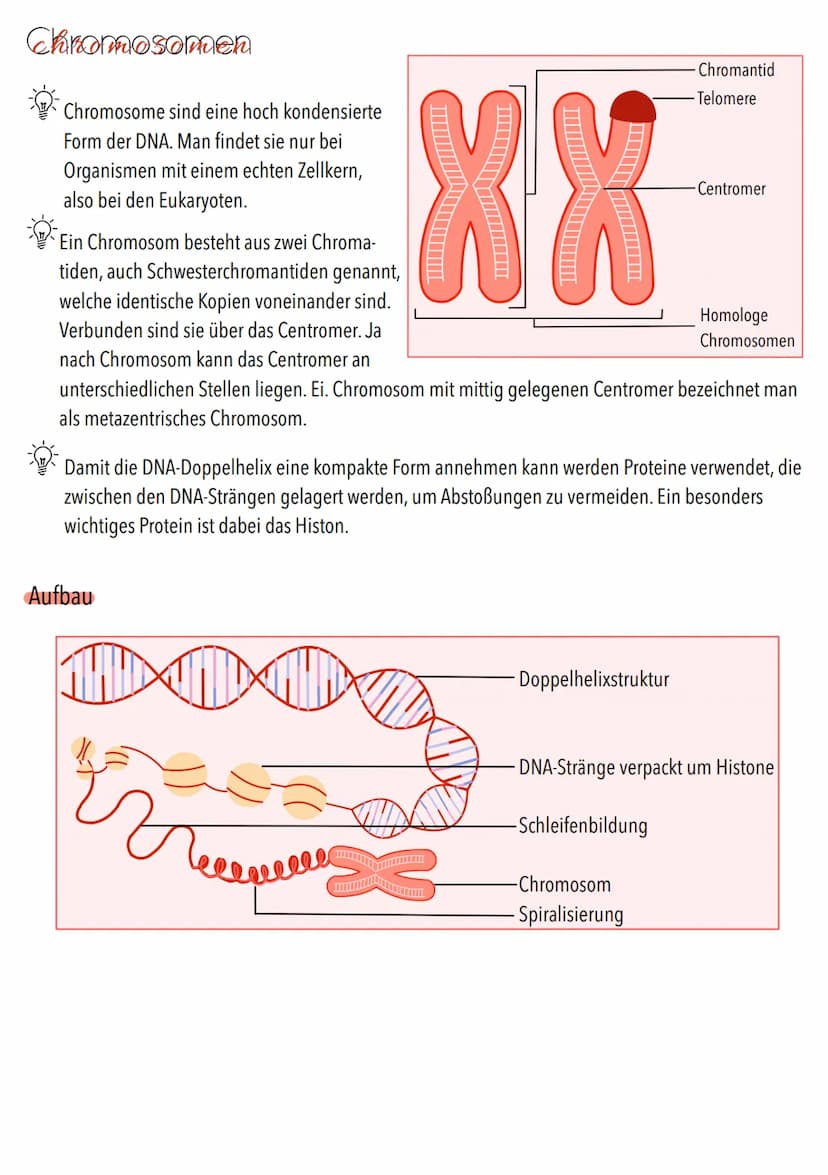Genetik Chromosomen
Chromosome sind eine hoch kondensierte
Form der DNA. Man findet sie nur bei
Organismen mit einem echten Zellkern,
also b