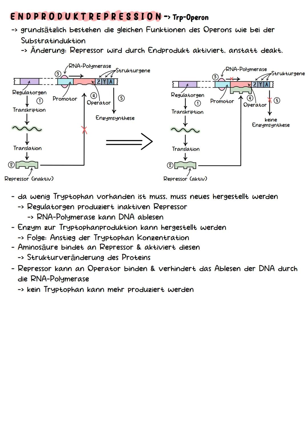 Genetik Chromosomen
Chromosome sind eine hoch kondensierte
Form der DNA. Man findet sie nur bei
Organismen mit einem echten Zellkern,
also b